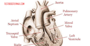 Transposisi Arteri Besar