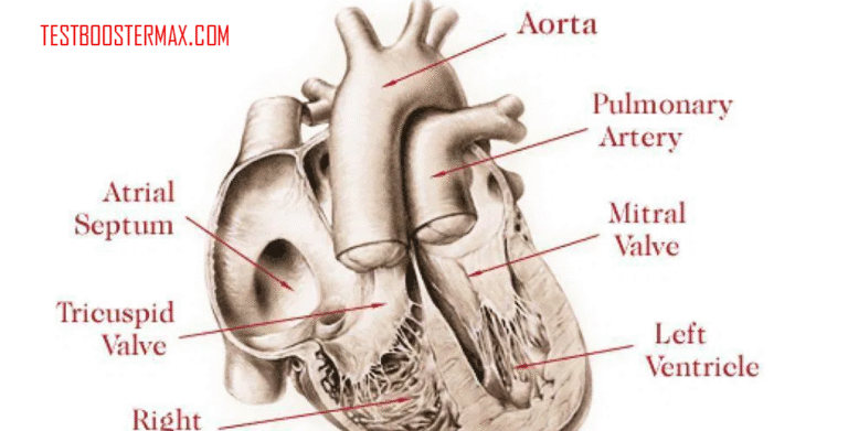 Transposisi Arteri Besar: Kondisi Ketika Posisi Bilik Kanan dan Kiri Jantung Bayi Terbalik