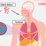 Tuberkulosis (TBC): Penyakit Infeksi yang Mengancam Kesehatan Global